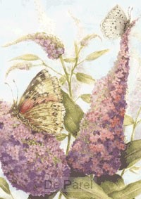 VLINDERSTRUIK MURIëL