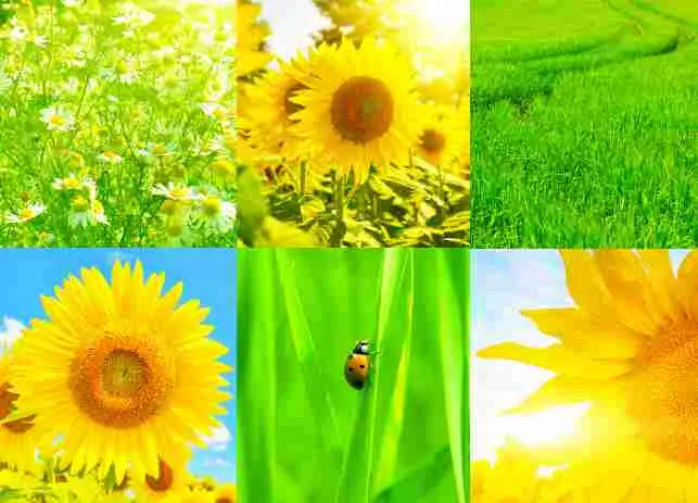 Prentbriefkaart blanco