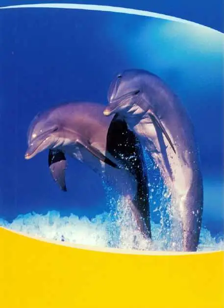 Prentbriefkaart blanco