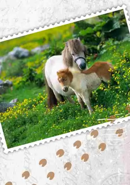 Prentbriefkaart blanco