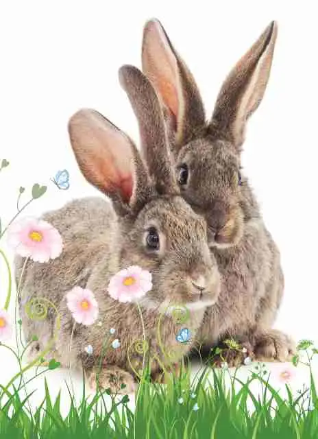 Prentbriefkaart blanco