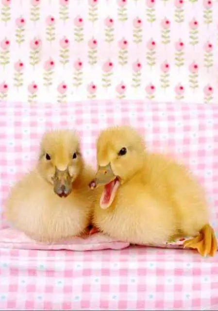 Prentbriefkaart blanco