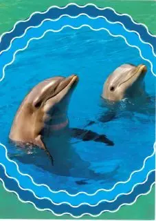 Prentbriefkaart blanco