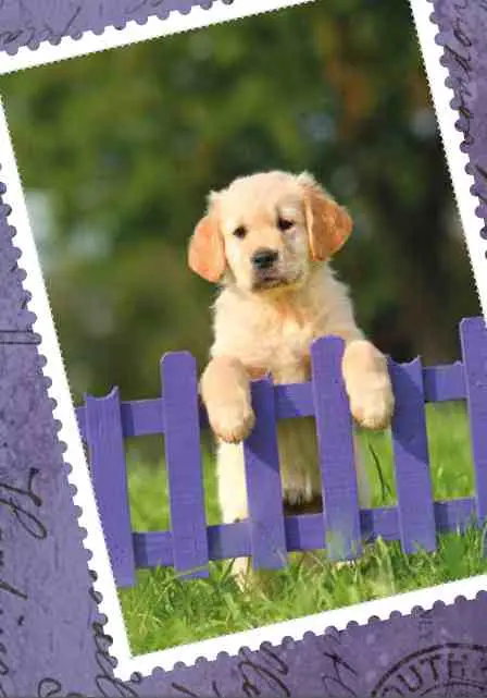 Prentbriefkaart blanco