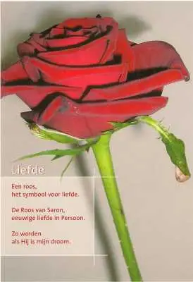 Prentbriefkaart liefde roos