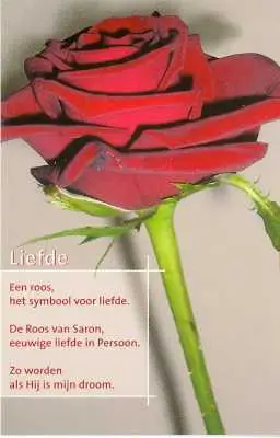 Minikaart liefde roos