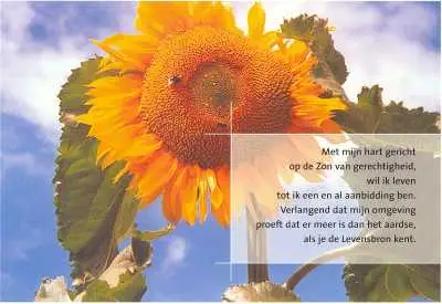Map 5 prentbriefkaarten zonnebloem
