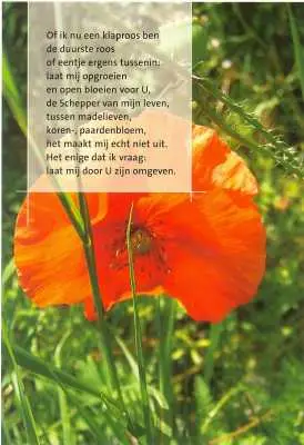 Map 5 prentbriefkaarten klaproos