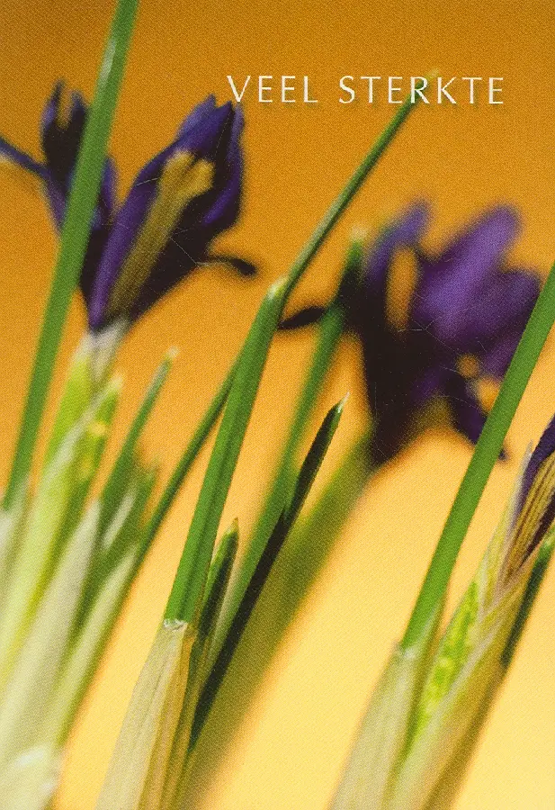 Wk sterkte zt veel sterkte